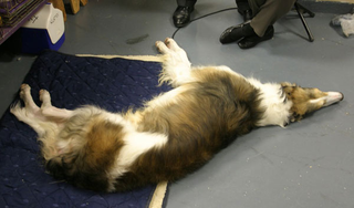 Illustration for article titled Wrapping Up The Westminster Dog Show